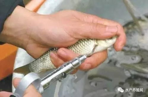 春季畜牧漁業(yè)病害高發(fā)，科學(xué)投喂飼料筑牢養(yǎng)殖防線